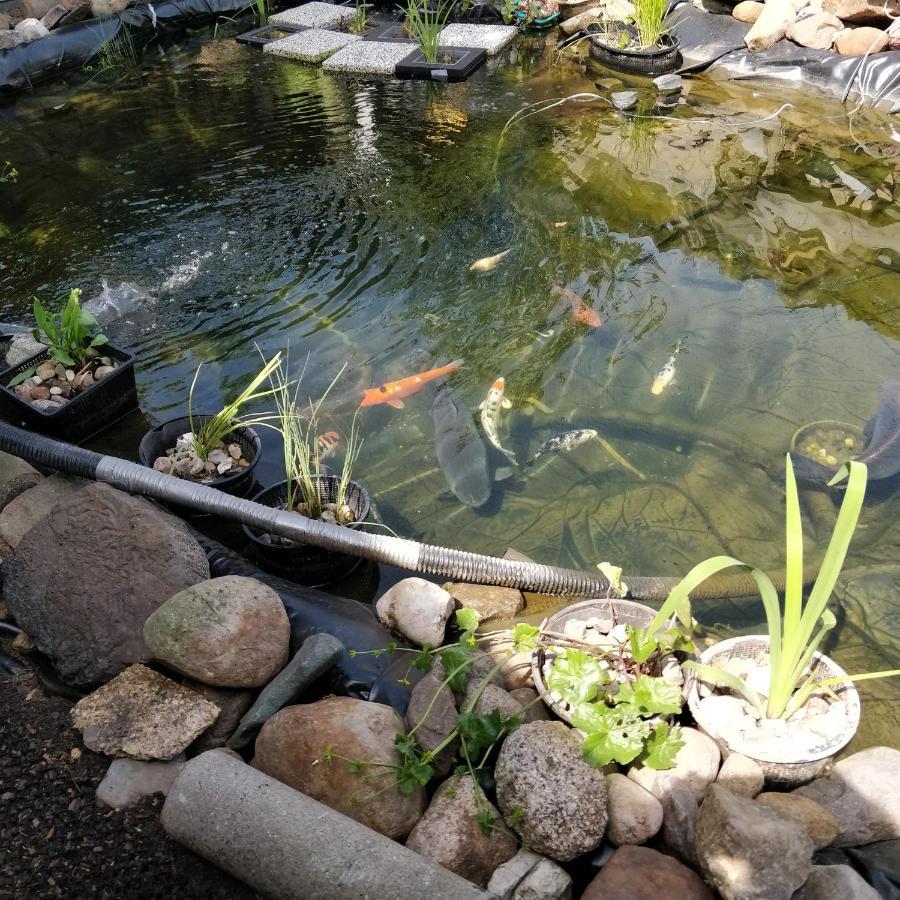 Raben Steinfeld Gaestehaus Am Teich מראה חיצוני תמונה